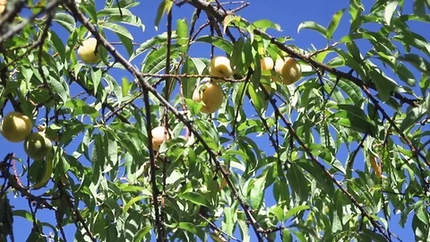 Small peaches on peach tree Stock Footage 116737277