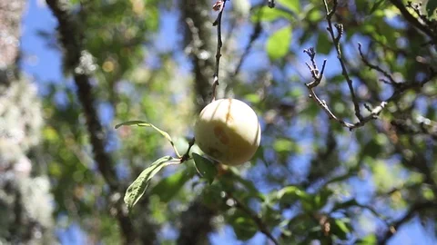 Small peaches on peach tree Video stock 116737453