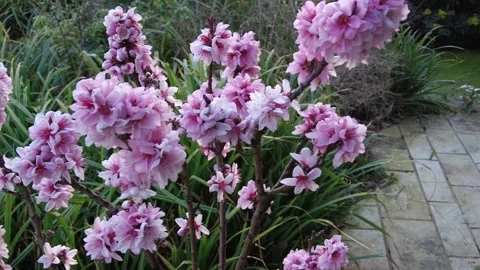Small peachtree flowering Stock Footage 172083586