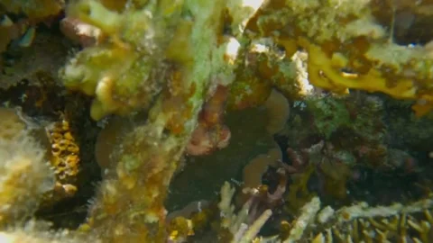 Small Peacock Mantis Shrimp on a Pizza Anemone Deep in Coral, Marsa Alam, Egypt Stock-Footage 342806489