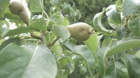 SMALL PEAR CLIP IN THE GARDEN Video stock 112146941