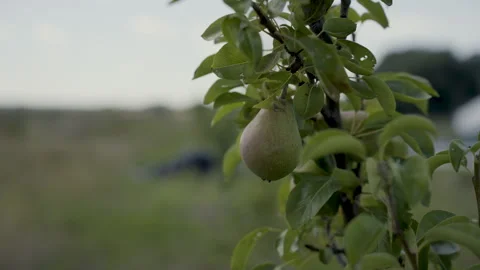 Small Pear Tree with Big Pear Stock Footage 264855032