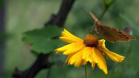A small pearl shaking is swinging on an elastic flower stem. Video stock 83120910