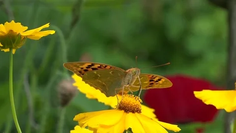 A small pearl shaking is swinging on an elastic flower stem. Video stock 83120932