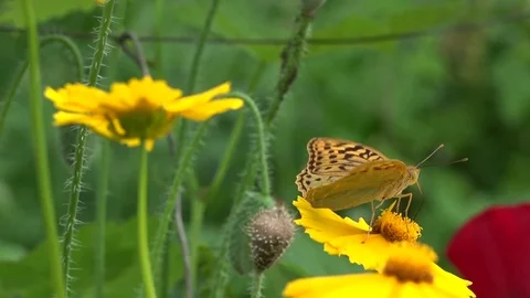 A small pearl shaking is swinging on an elastic flower stem. Video stock 83120935