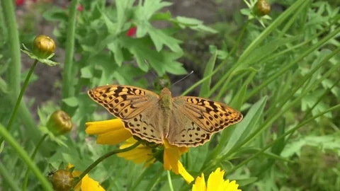 A small pearl shaking is swinging on an elastic flower stem. Video stock 83120939