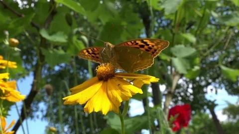 A small pearl shaking is swinging on an elastic flower stem. Video stock 83131297