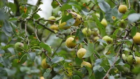 Small pears growing on a green leafy tree branch Stock Footage 344732894