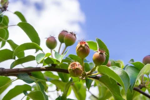 Small pears ripen on a tree in summer on a Sunny day Stock Photos