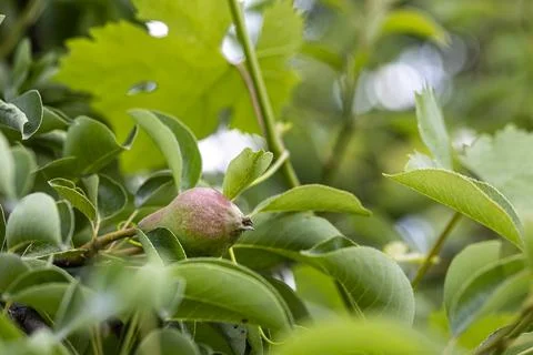 Small pears on a tree branch. Pear tree with fruit in the garden. Stock Photos