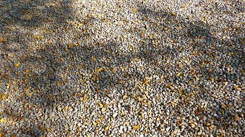 Small pebble background and texture with shadow of trees Stock Photos