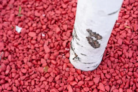 Small pebbles cover the tree Stock Photos