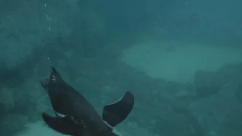 Small Penguin at an aquarium Stock Footage 112960299
