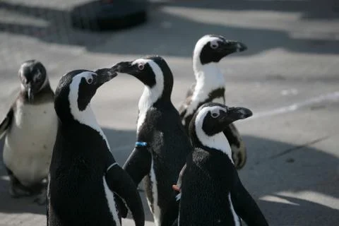 Small penguins Stock Photos