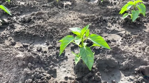 Small pepper bush grows in the ground in a vegetable garden Stock Footage 312215710