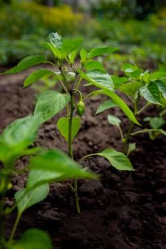 A small pepper fruit will ripen on a bush in the open field Stock Photos