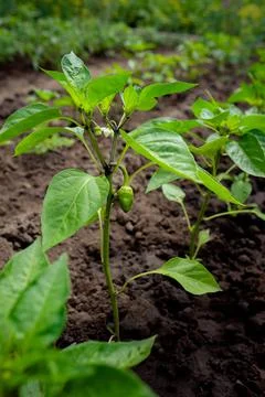 A small pepper fruit will ripen on a bush in the open field Stock-Fotos