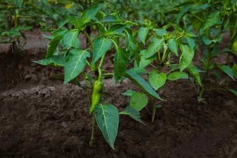A small pepper fruit will ripen on a bush in the open field Stock Photos