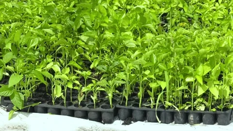 Small pepper seedlings are grown in a greenhouse Video stock 196269278