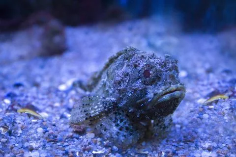 Small perch fish underwater closeup Stock Photos