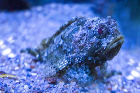 Small perch fish underwater closeup Stock Photos