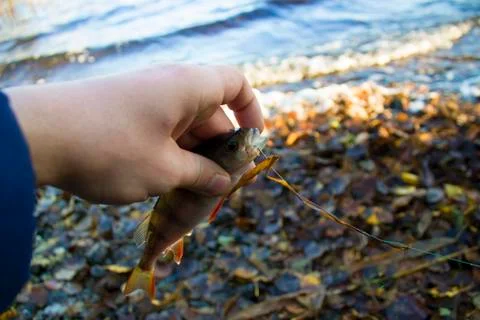 Small perch in the hand Stock Photos