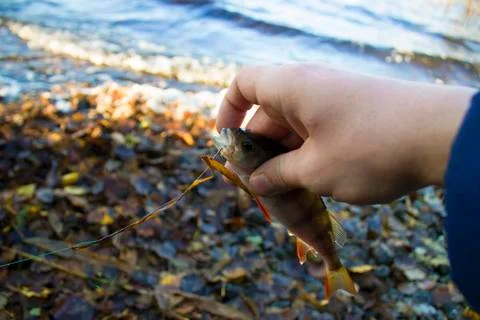 Small perch in the hand Stock Photos