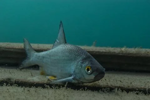 Small perch looks into the camera on a platform in a lake Stock Photos