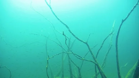 Small perch schooling around branches of sunken tree Stock Footage 121156595