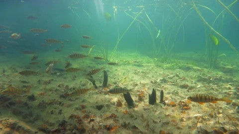 Small perch schooling in shallow water with water lilies in the background Stock Footage 121155990