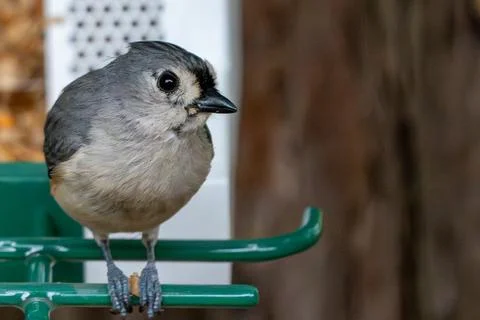 Small Perched Bird 库存照片