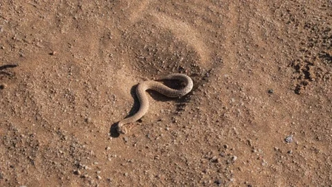 Small Peringuey's adder slithering on the sand in the Namib Desert, Namibia Stock-Footage 249321149