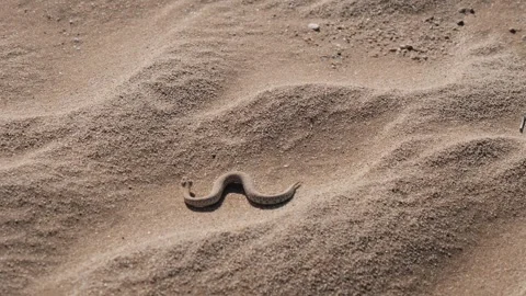 Small Peringuey's adder slithering on the sand in the Namib Desert, Namibia Stockbeeldmateriaal 249321247