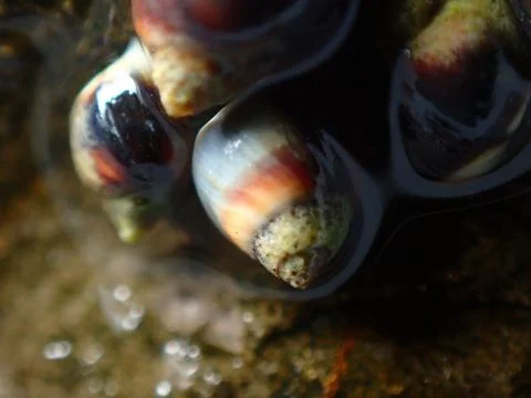 Small periwinkle (Melarhaphe neritoides) during low tide in the littoral zone Foto stock