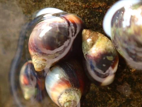 Small periwinkle (Melarhaphe neritoides) during low tide in the littoral zone Stock Photos