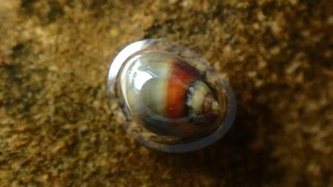 Small periwinkle (Melarhaphe neritoides) during low tide in the littoral zone Stock Photos