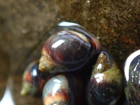 Small periwinkle (Melarhaphe neritoides) during low tide in the littoral zone Stock Photos