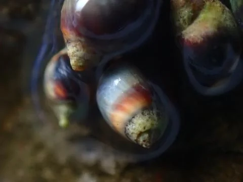 Small periwinkle (Melarhaphe neritoides) during low tide in the littoral zone Stock Photos