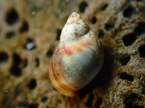 Small periwinkle (Melarhaphe neritoides) during low tide in the littoral zone Stock-Fotos