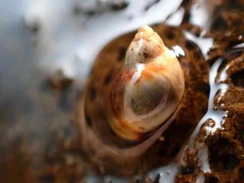 Small periwinkle (Melarhaphe neritoides) during low tide in the littoral zone Stock Photos