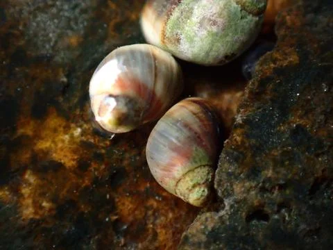 Small periwinkle (Melarhaphe neritoides) during low tide in the littoral zone Foto stock
