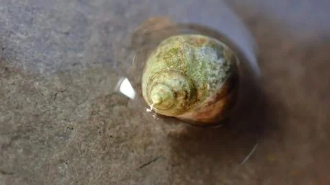 Small periwinkle (Melarhaphe neritoides) during low tide in the littoral zone Stock Photos