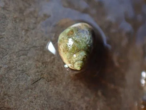 Small periwinkle (Melarhaphe neritoides) during low tide in the littoral zone Stock Photos