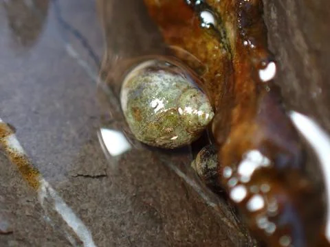 Small periwinkle (Melarhaphe neritoides) during low tide in the littoral zone Stock Photos
