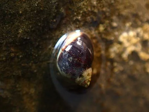 Small periwinkle (Melarhaphe neritoides) during low tide in the littoral zone Foto stock