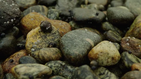 Small Periwinkle Snails Crawling Over Wet Norwegian Beach Pebbles Stock Footage 341397693