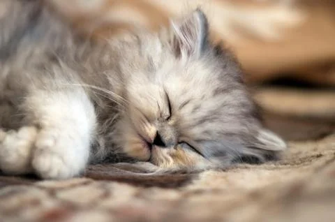 Small persian kitty sleeping Foto stock
