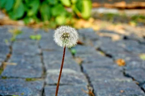 Small persistent ripe dandelion head with seeds on old stone pavement Stock Photos