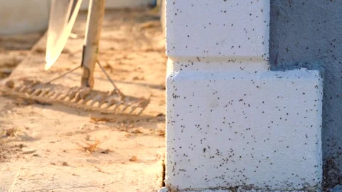 Small pest bugs (pernicious bug) on the wall of house, pest control 스톡 동영상 276497325