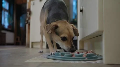 Small pet dog eagerly eats her breakfast from a plate on the floor Stock Footage 331885288